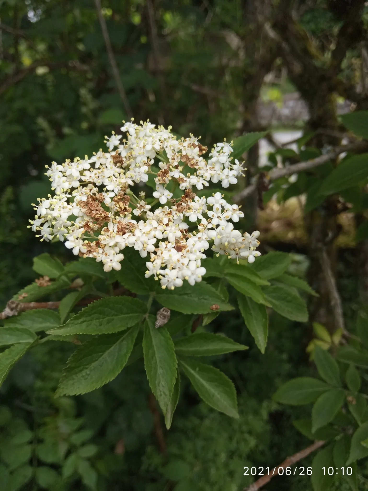 Black Elderberry (Sambucus Nigra) — Berries and flowers are valued for culinary and medicinal uses, attracting birds and beneficial insects; this, image 89