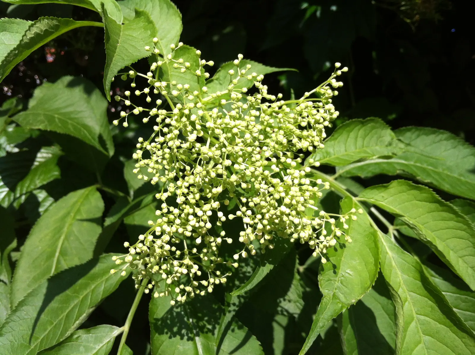 Black Elderberry (Sambucus Nigra) — measuring around 2 to 5 inches in length.<br><br>In late spring to early summer; sambucus nigra is bedecked with clusters