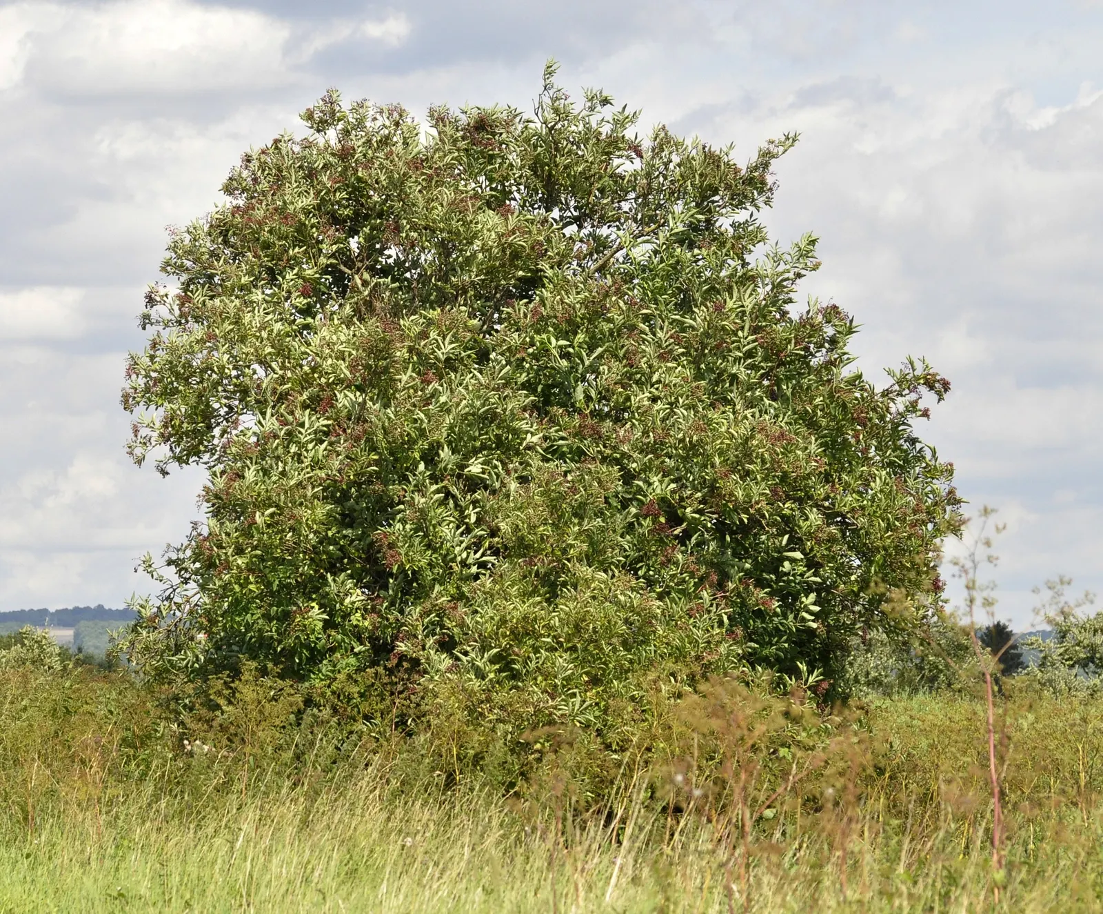Black Elderberry (Sambucus Nigra) — making it a resilient choice for varied landscapes; sambucus nigra is bedecked with clusters of tiny, image 78