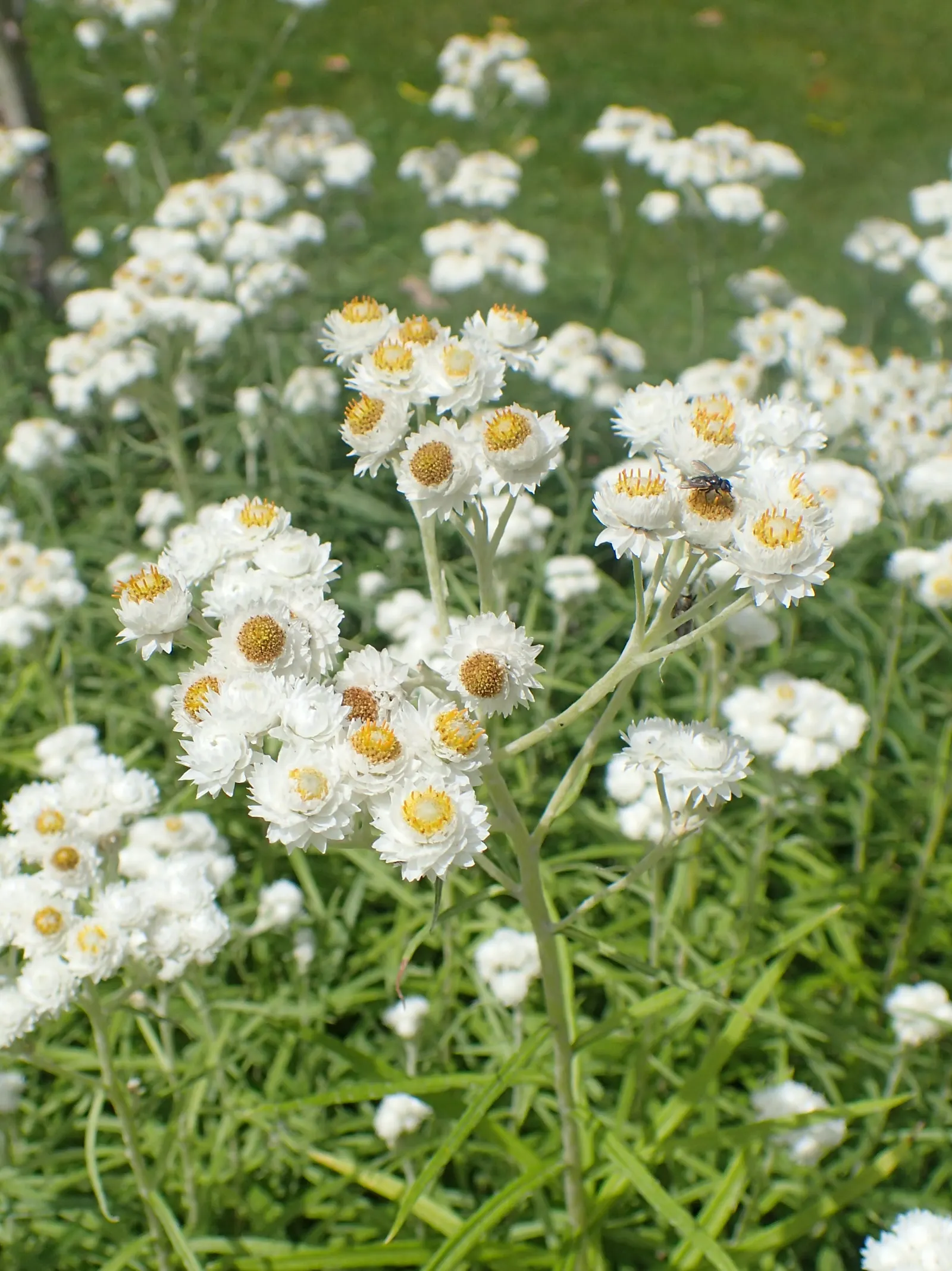 Western Pearly Everlasting (Anaphalis Margaritacea) — this hardy North American native adds a unique texture and aesthetic with its clumps of, image 88