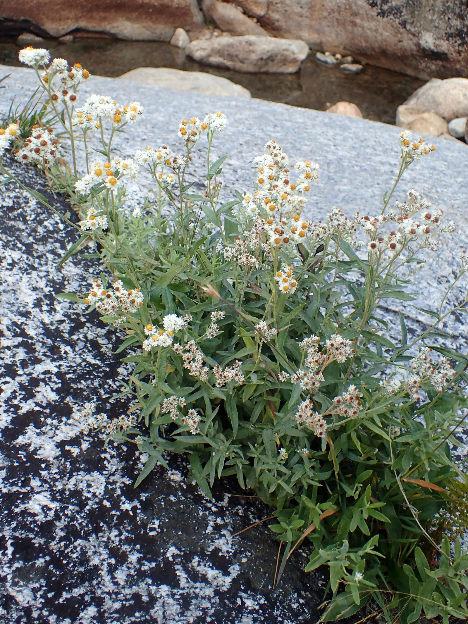 Western Pearly Everlasting (Anaphalis Margaritacea) — is an enduring perennial that holds a distinctive charm in the garden; requiring minimal, image 59