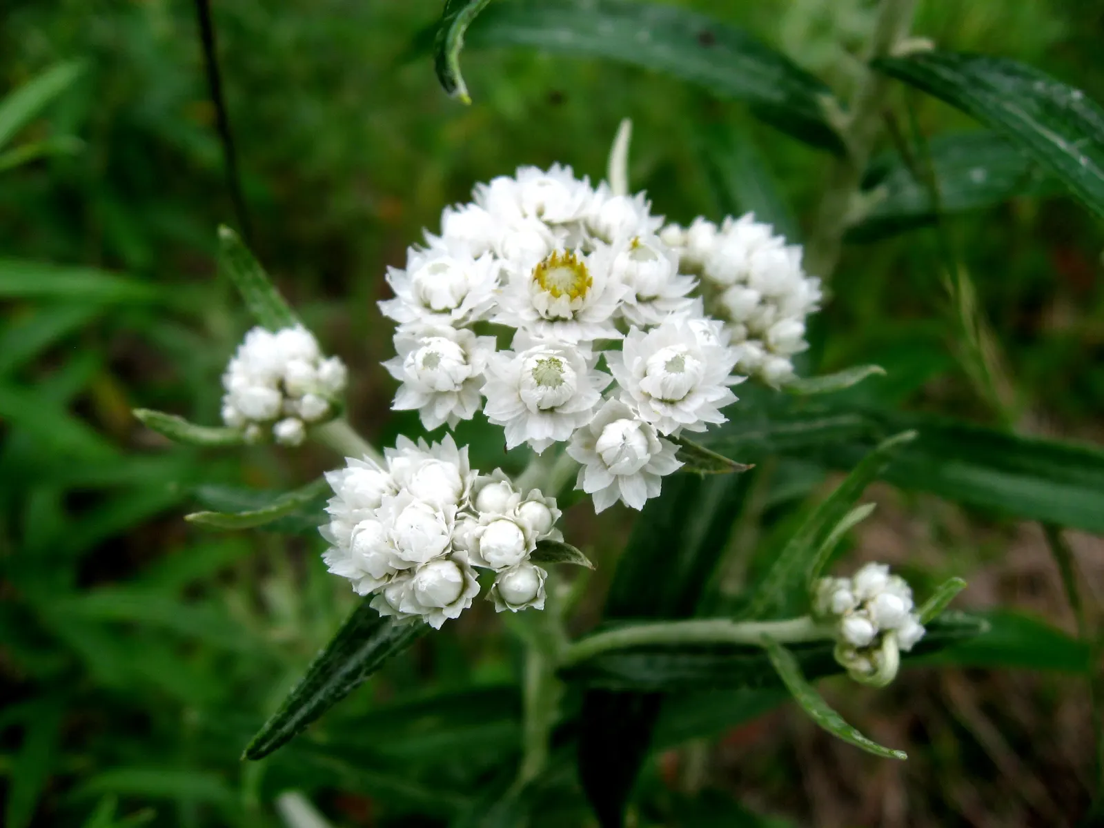 Western Pearly Everlasting (Anaphalis Margaritacea) — Ideal for borders, rock gardens, and naturalized areas, it offers lasting appeal in bouquets, image 109