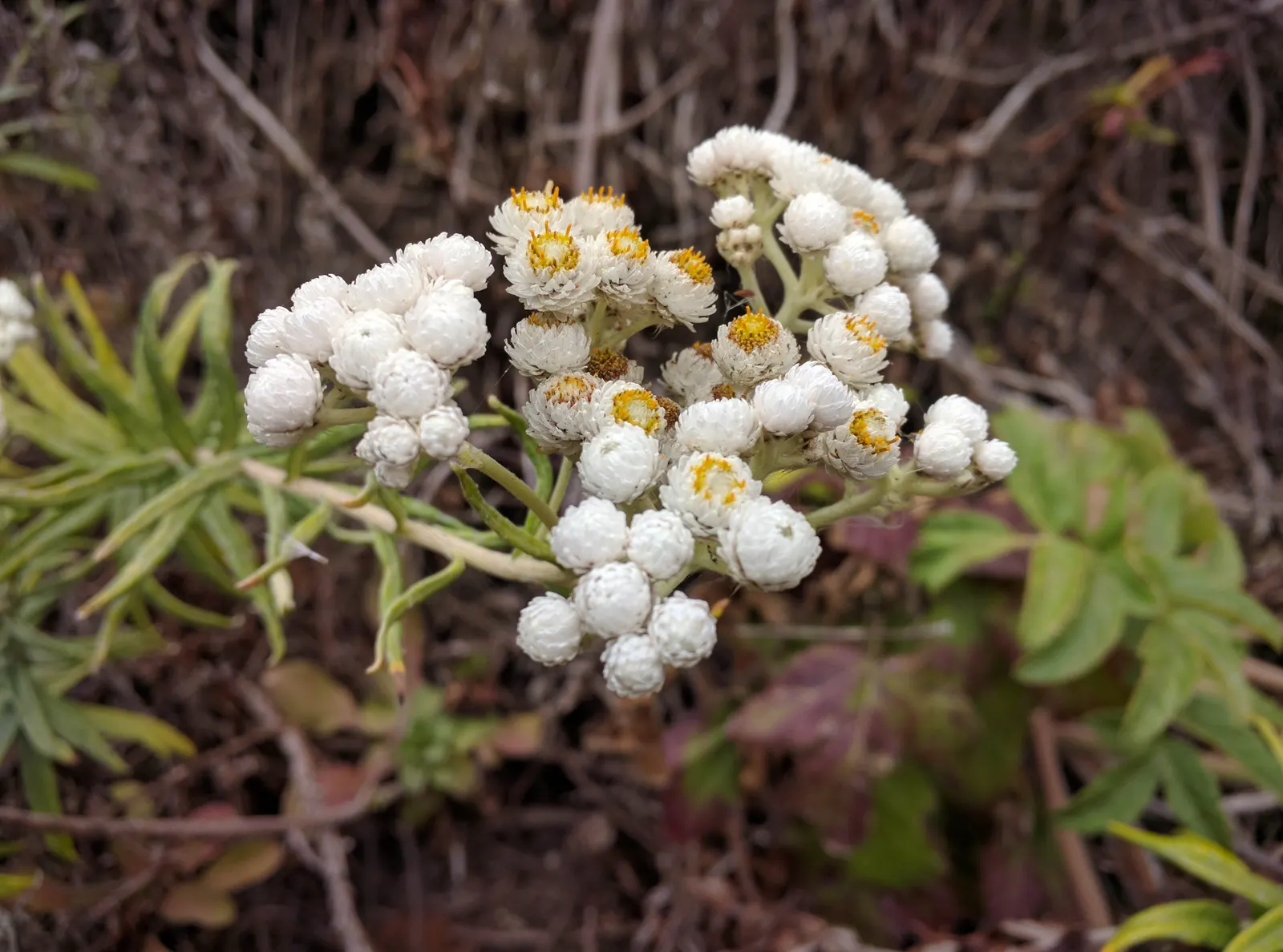 Western Pearly Everlasting (Anaphalis Margaritacea) — pearl-like blooms from midsummer to fall; it thrives in USDA hardiness zones 3 through 8