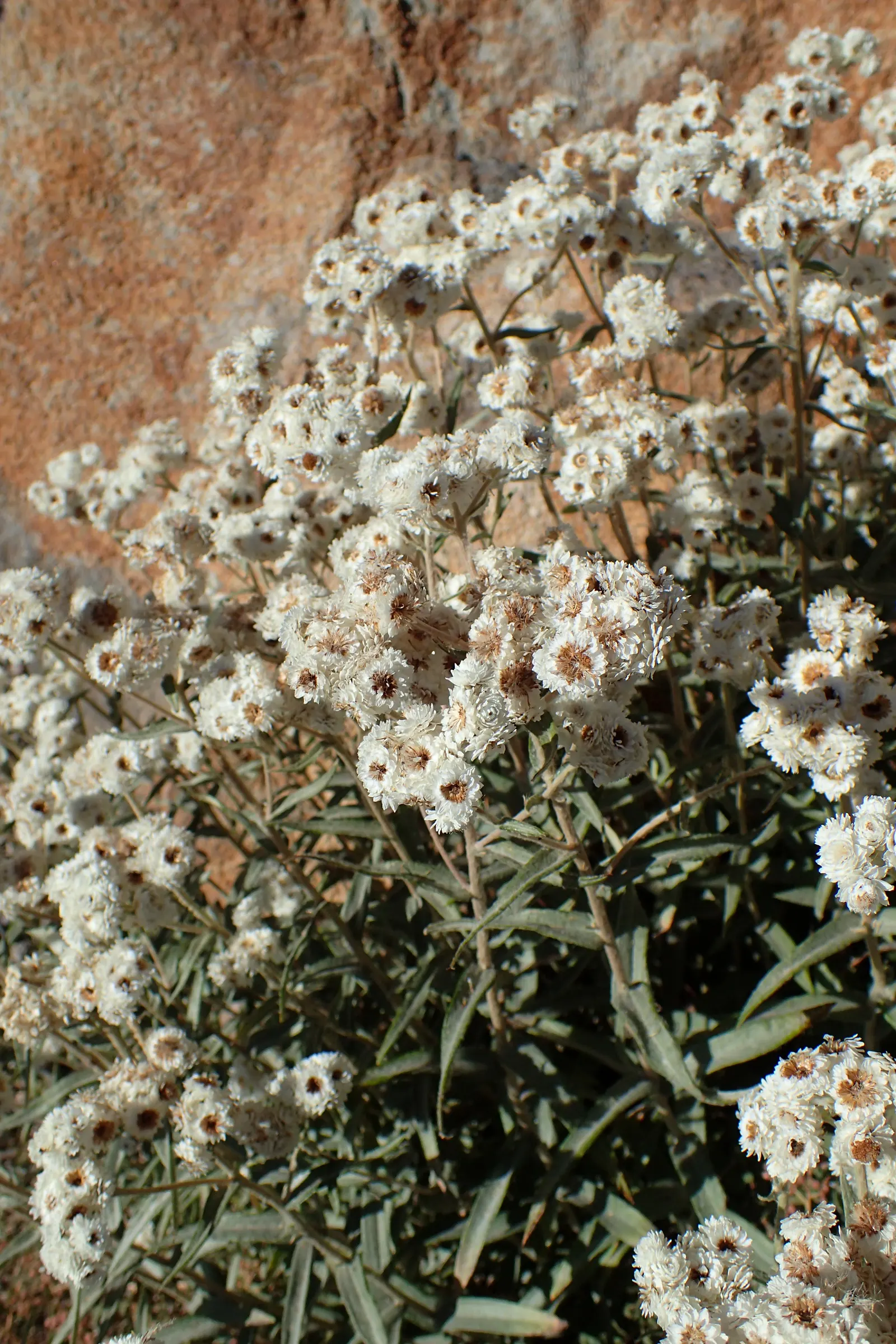 Western Pearly Everlasting (Anaphalis Margaritacea) — perennial for full or half; adding lasting beauty both in and out of the growing season, image 78