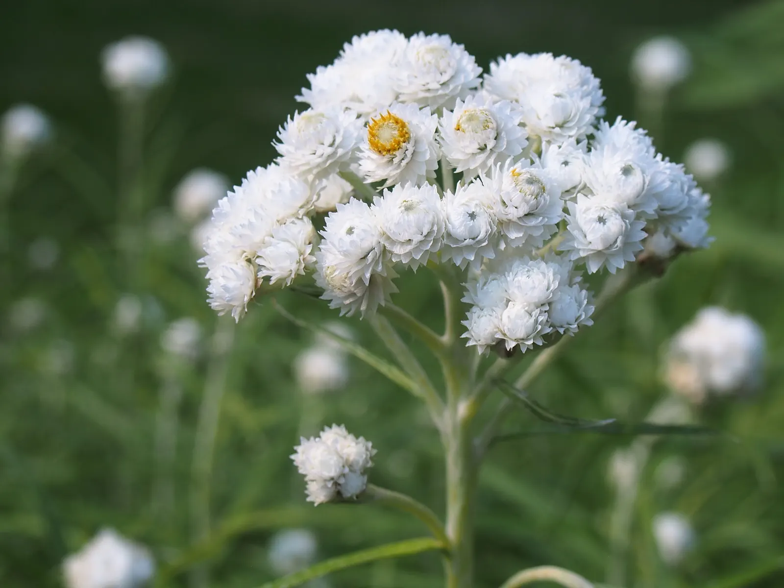 Western Pearly Everlasting (Anaphalis Margaritacea) — white flowers in the garden; with a spread equally as wide, image 102