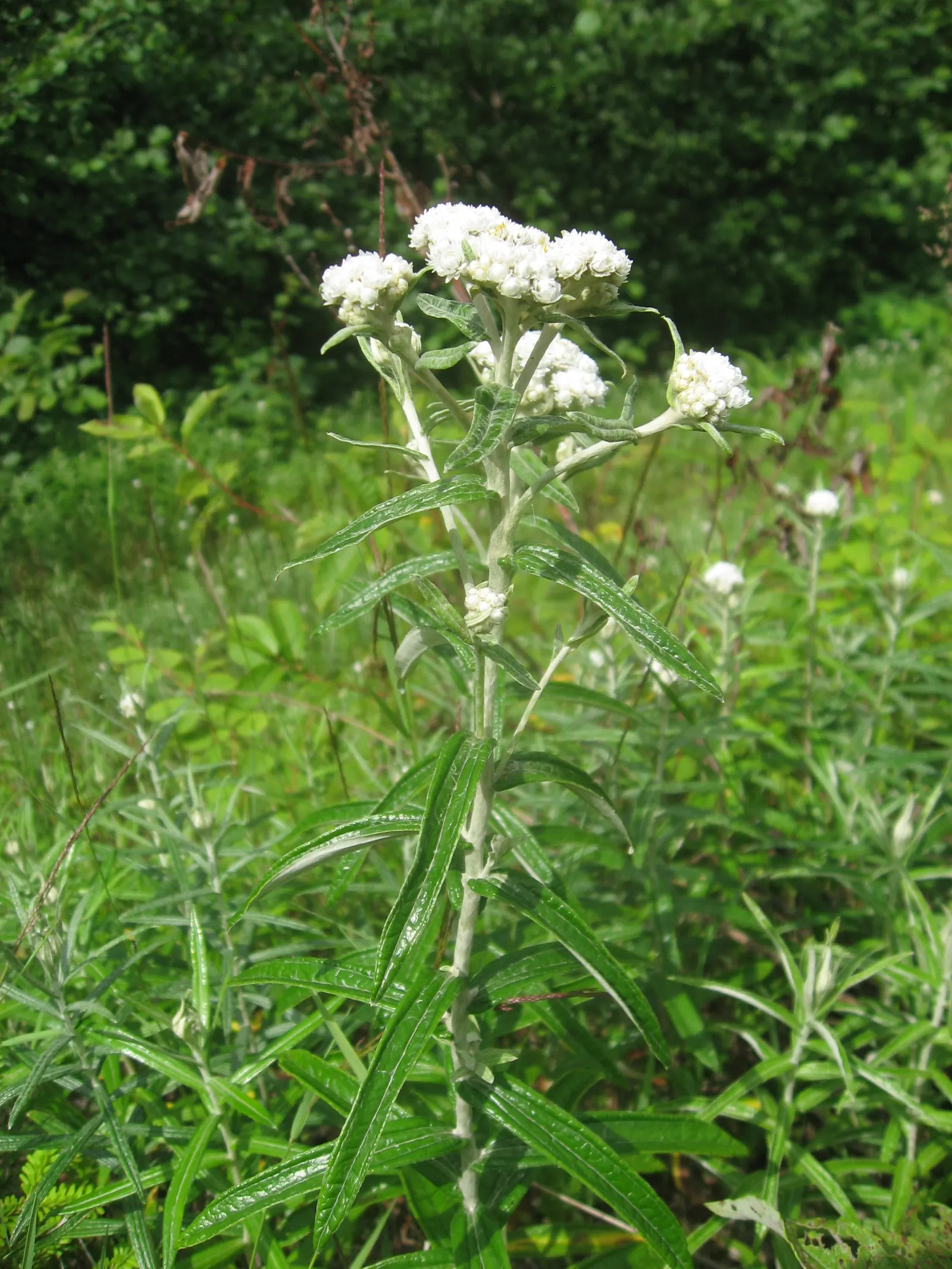 Western Pearly Everlasting (Anaphalis Margaritacea) — perennial with white blooms