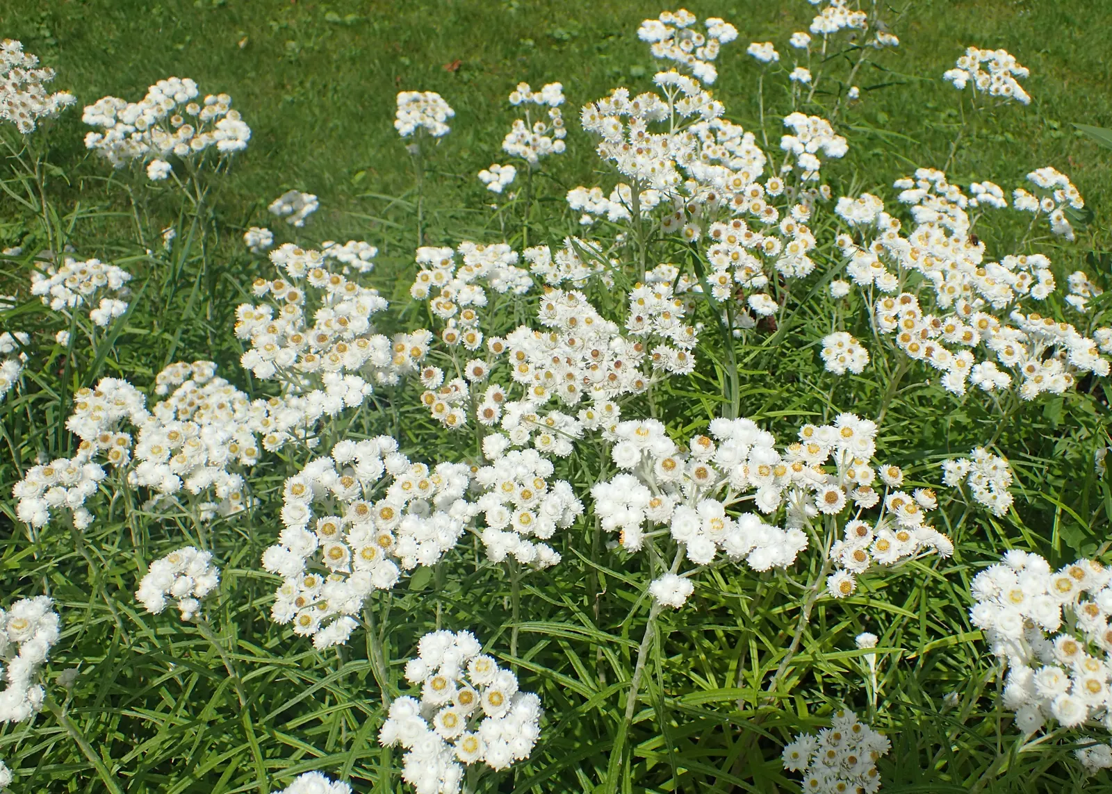 Western Pearly Everlasting (Anaphalis Margaritacea) — demonstrating versatility across various climates.<br><br>Flourishing in full sun to partial, image 64