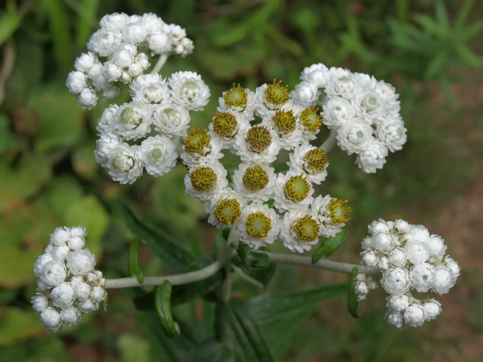 Western Pearly Everlasting (Anaphalis Margaritacea) — requiring minimal maintenance.<br><br>Not only acclaimed for its ornamental value; is an enduring