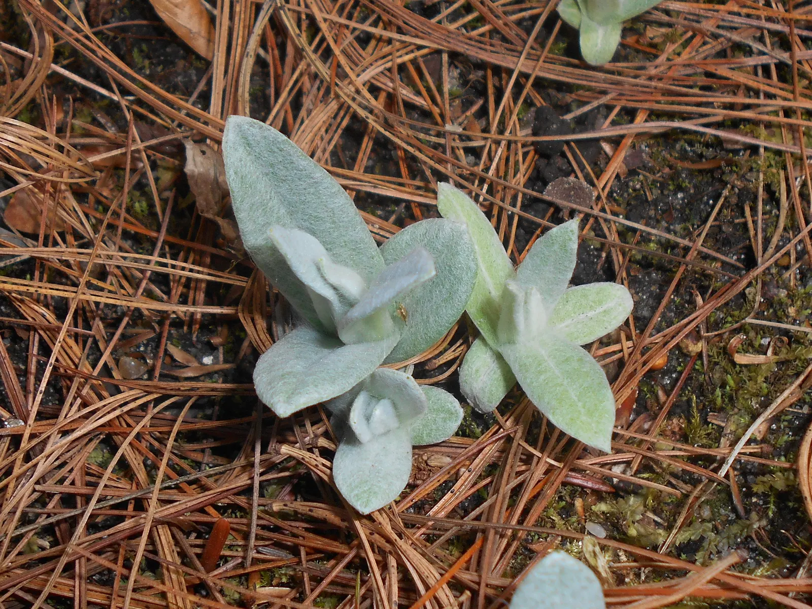 Western Pearly Everlasting (Anaphalis Margaritacea) — white flowers in the garden; with a spread equally as wide