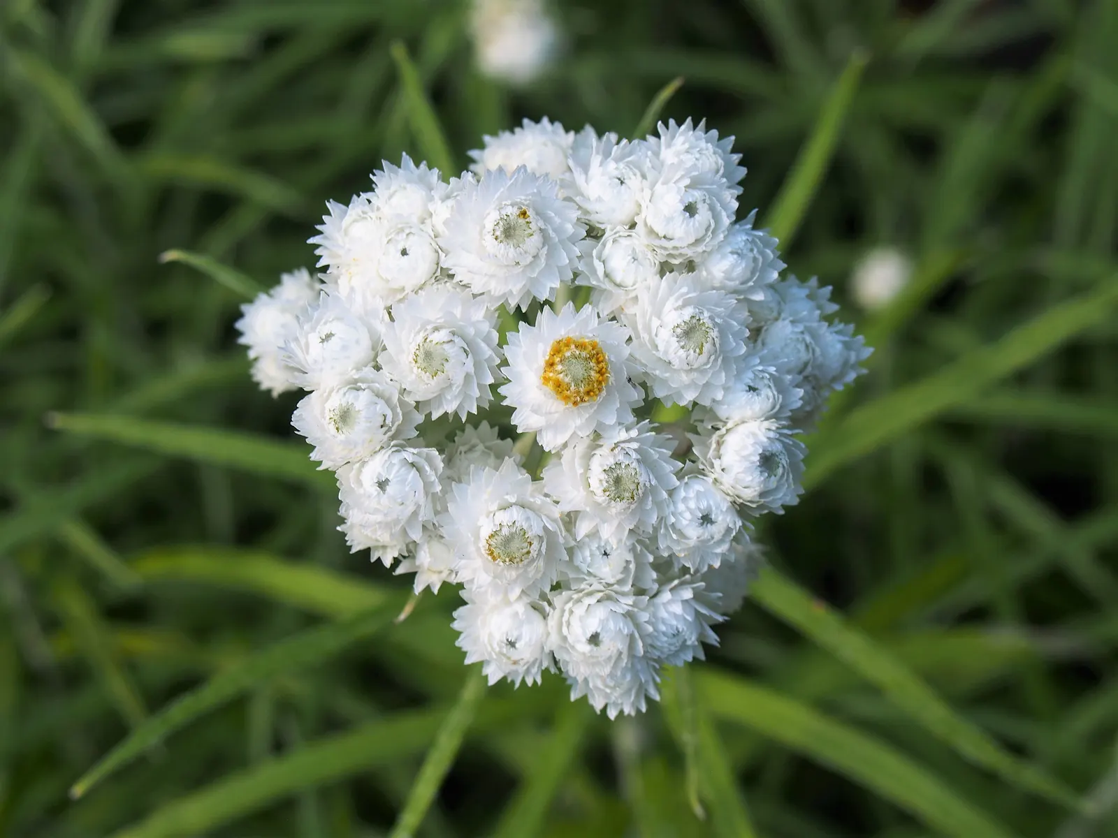 Western Pearly Everlasting (Anaphalis Margaritacea) — pearl-like blooms from midsummer to fall