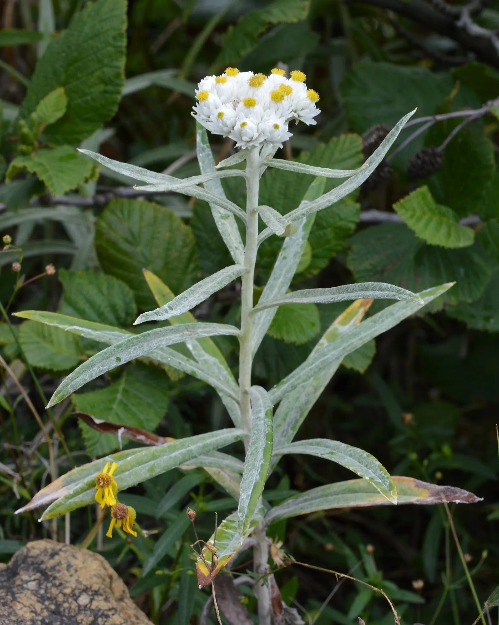 Western Pearly Everlasting (Anaphalis Margaritacea) — is an enduring perennial that holds a distinctive charm in the garden