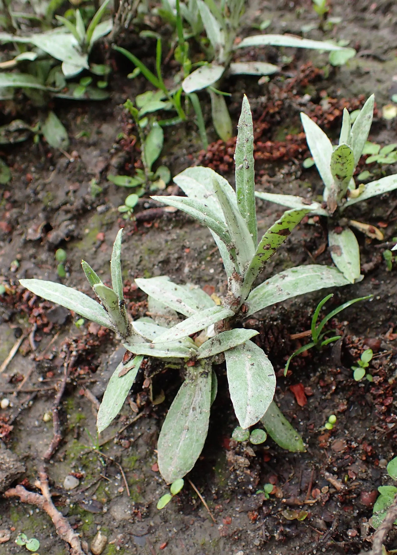 Western Pearly Everlasting (Anaphalis Margaritacea) — Preferring full sun and well-drained soil, it's drought-tolerant once established and attracts, image 56