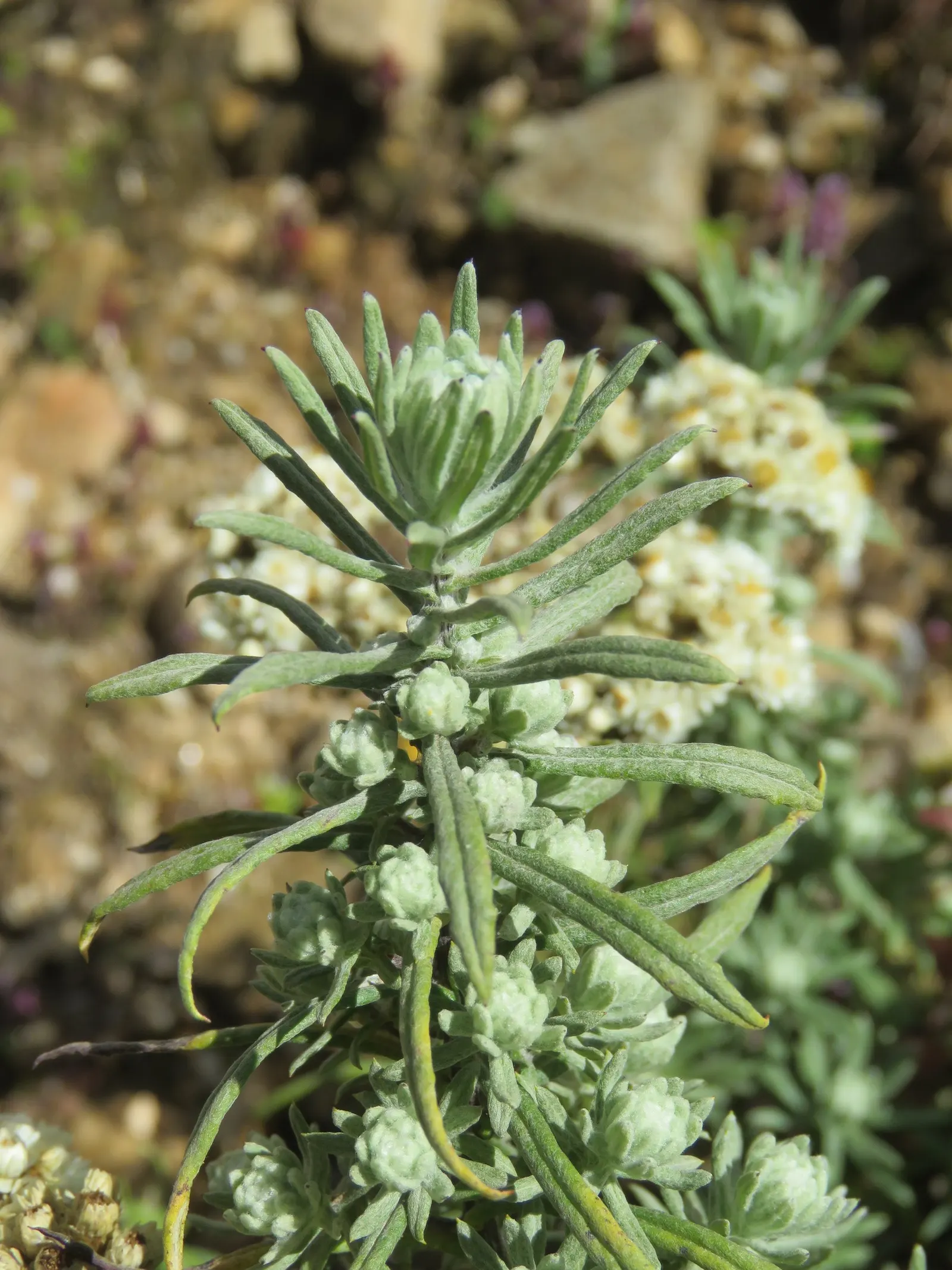 Western Pearly Everlasting (Anaphalis Margaritacea) — It's an excellent choice for borders; attracting butterflies and serving as an important, image 70