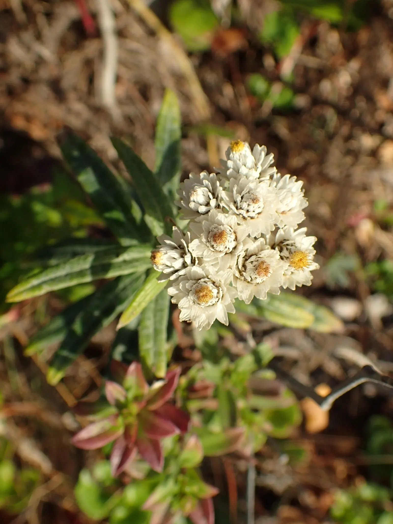 Western Pearly Everlasting (Anaphalis Margaritacea) — each encased in pearly white bracts that persist