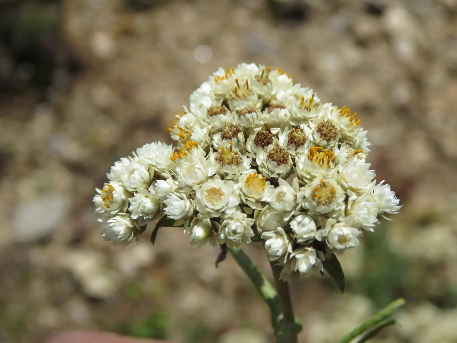 Western Pearly Everlasting (Anaphalis Margaritacea) — requiring minimal maintenance.<br><br>Not only acclaimed for its ornamental value; is an, image 98