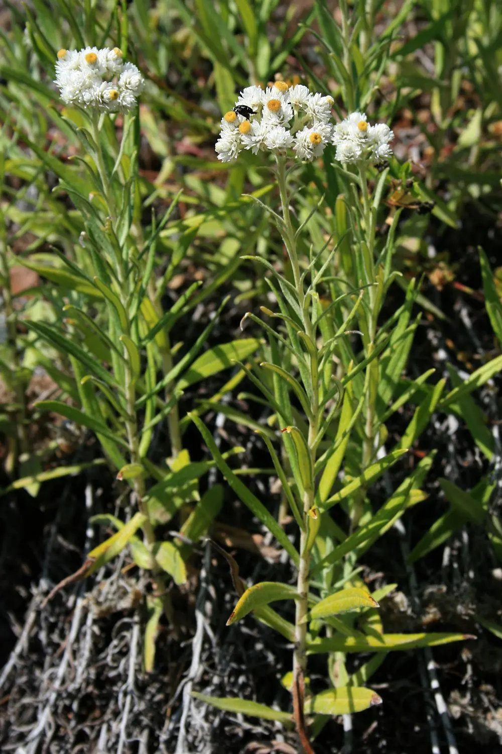 Western Pearly Everlasting (Anaphalis Margaritacea) — Ideal for borders, rock gardens, and naturalized areas, it offers lasting appeal in bouquets, image 31
