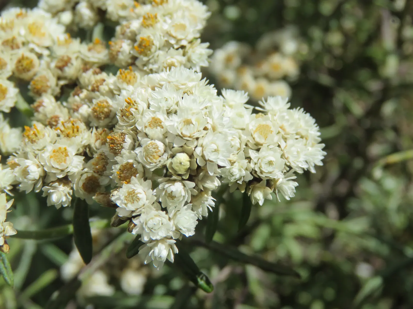 Western Pearly Everlasting (Anaphalis Margaritacea) — scientifically named Anaphalis margaritacea