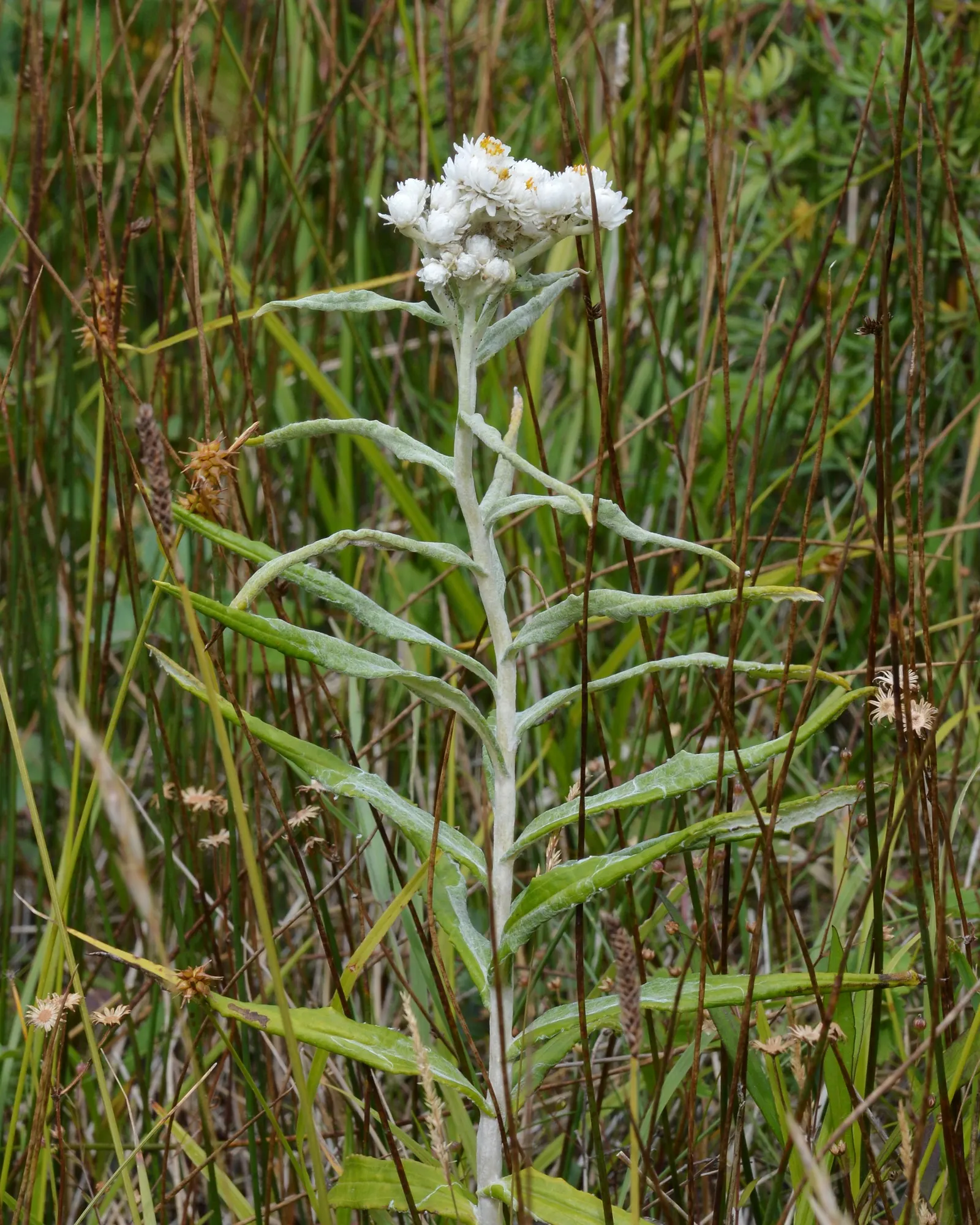 Western Pearly Everlasting (Anaphalis Margaritacea) — pearl-like blooms from midsummer to fall; it thrives in USDA hardiness zones 3 through 8, image 54