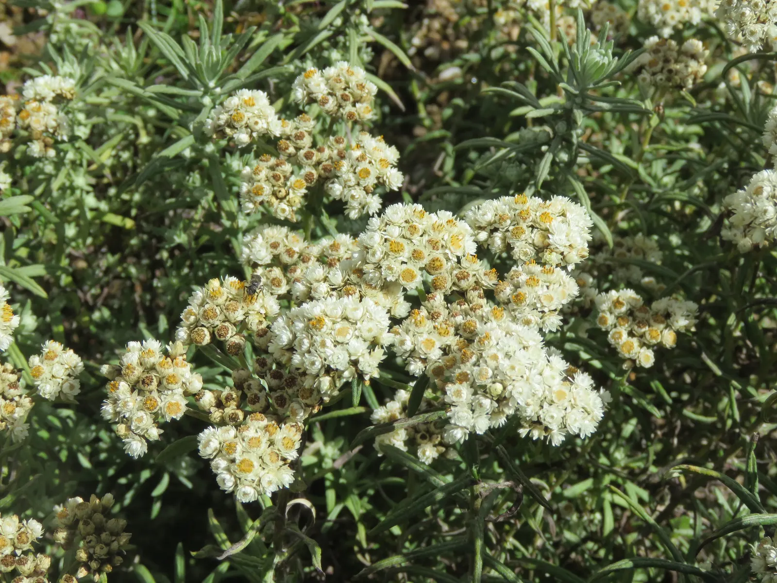 Western Pearly Everlasting (Anaphalis Margaritacea) — Preferring full sun and well-drained soil, it's drought-tolerant once established and attracts