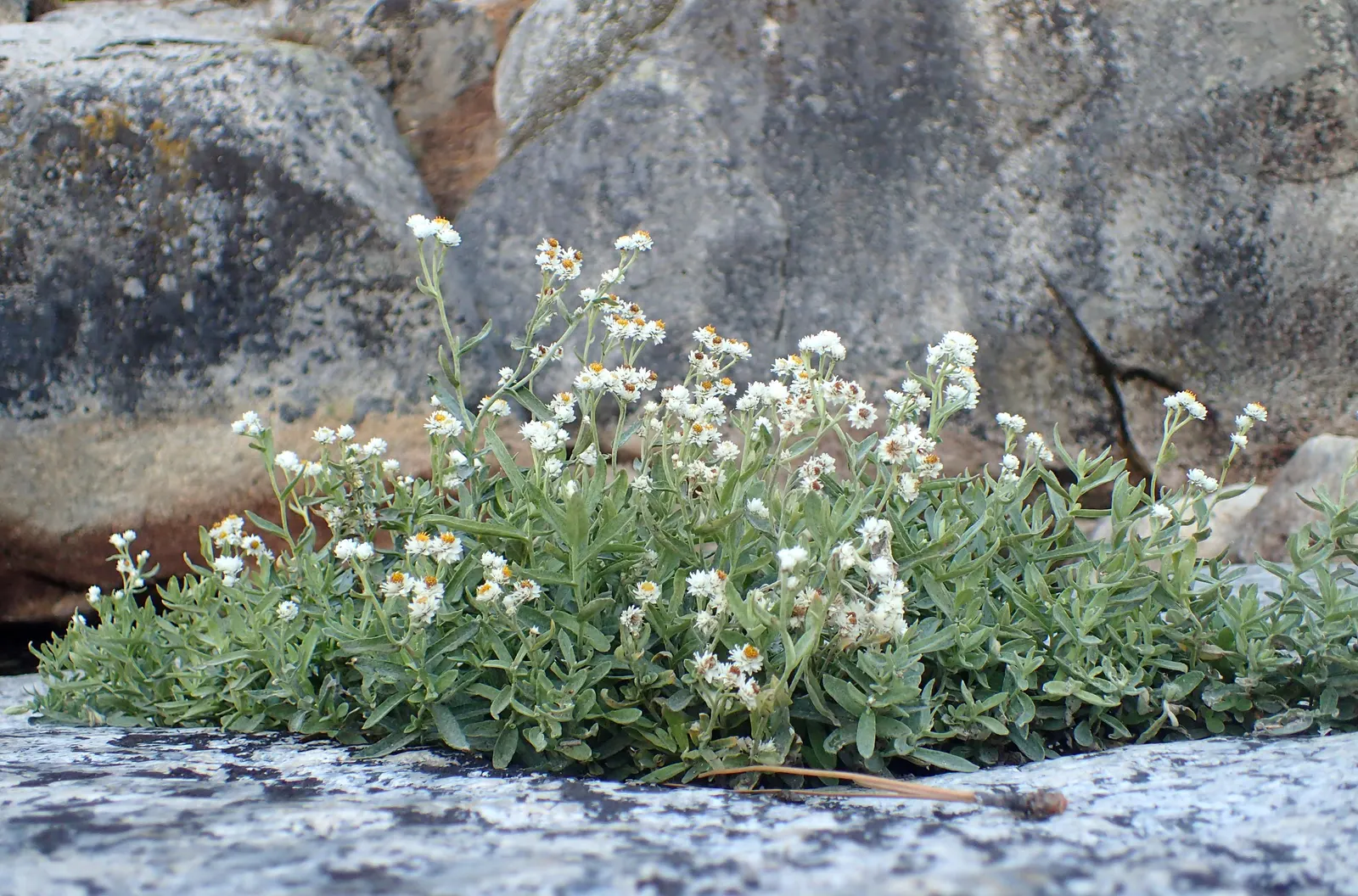 Western Pearly Everlasting (Anaphalis Margaritacea) — with its spread mirroring its height; demonstrating versatility across various, image 69