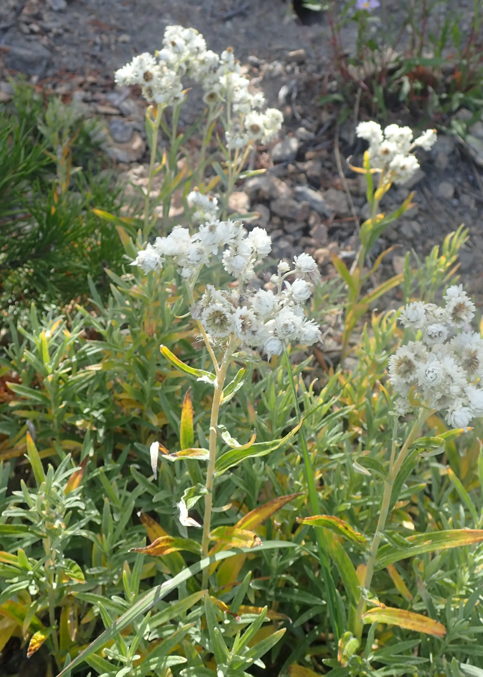 Western Pearly Everlasting (Anaphalis Margaritacea) — adding lasting beauty both in and out of the growing season; pearl-like blooms from midsummer, image 75