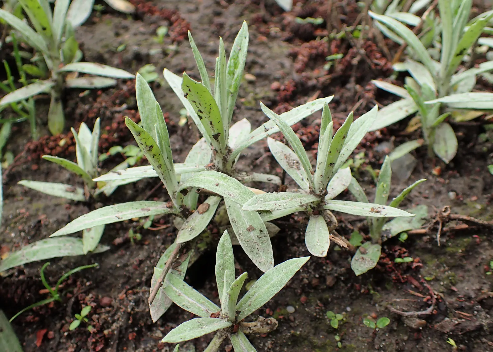 Western Pearly Everlasting (Anaphalis Margaritacea) — It thrives in USDA hardiness zones 3 through 8; as the blooms maintain their shape and color, image 89