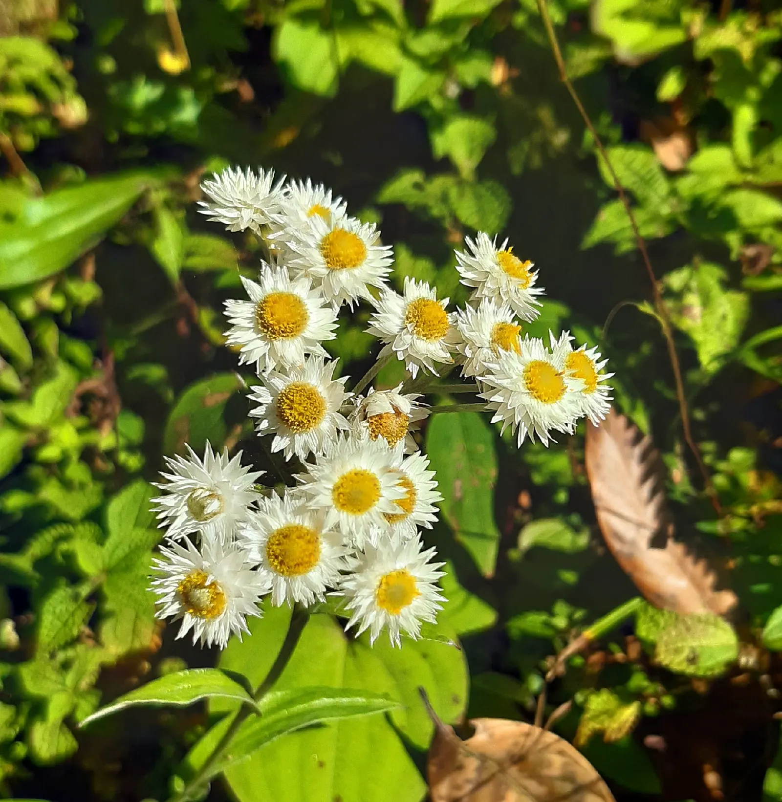 Western Pearly Everlasting (Anaphalis Margaritacea) — It thrives in USDA hardiness zones 3 through 8