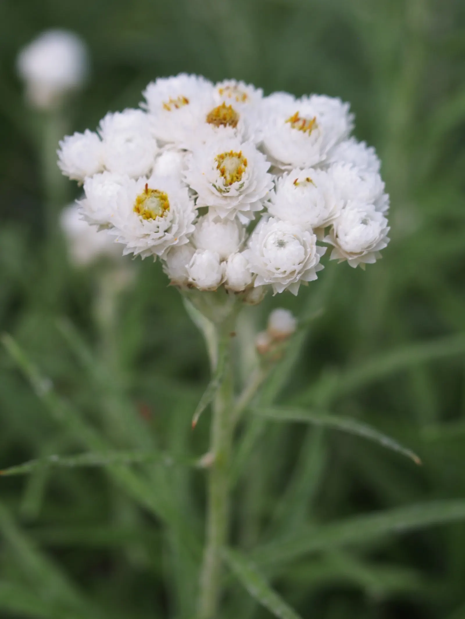 Western Pearly Everlasting (Anaphalis Margaritacea) — is a perennial with silvery foliage; preferring full sun and well-drained soil, it's drought-tolerant