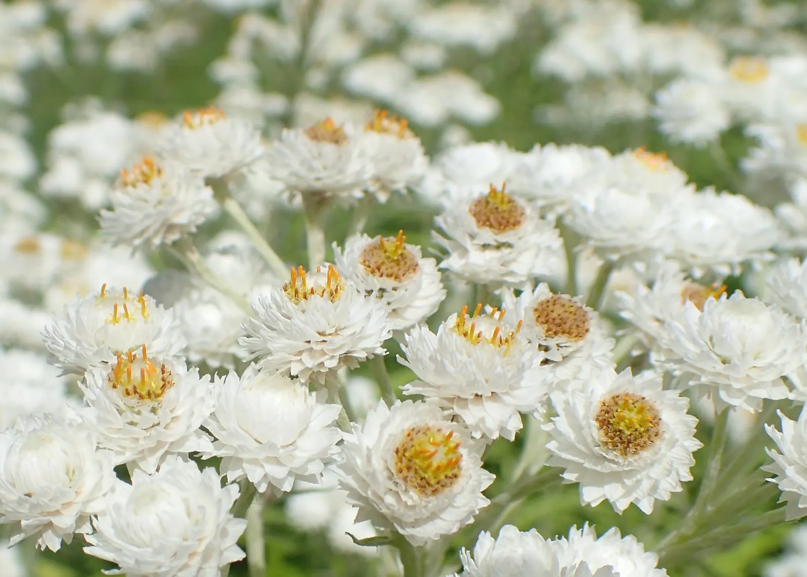 Western Pearly Everlasting (Anaphalis Margaritacea) — atop stems reaching 1‚Äì3 feet tall and 1‚Äì2 feet wide