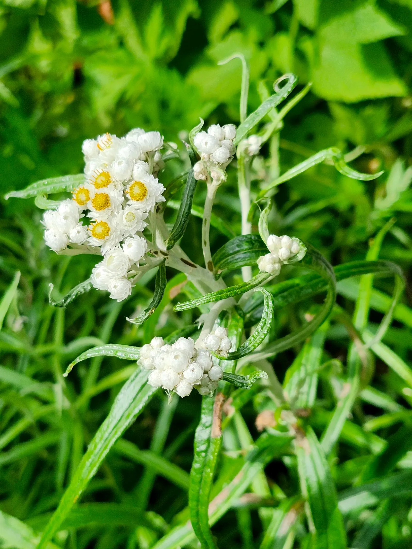 Western Pearly Everlasting (Anaphalis Margaritacea) — It's an excellent choice for borders; attracting butterflies and serving as an important nectar source