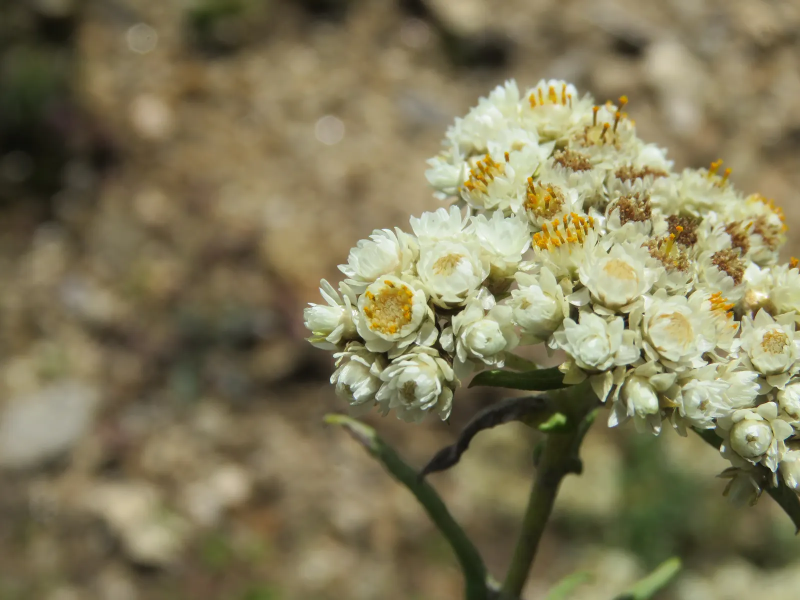 Western Pearly Everlasting (Anaphalis Margaritacea) — adding lasting beauty both in and out of the growing season; pearl-like blooms from midsummer to fall