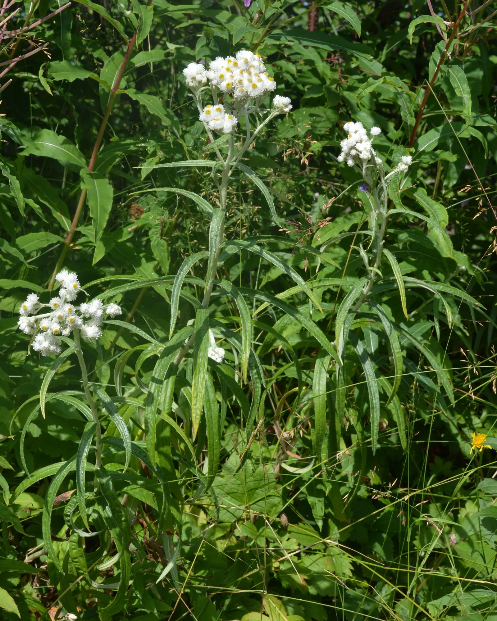 Western Pearly Everlasting (Anaphalis Margaritacea) — is an enduring perennial that holds a distinctive charm in the garden; requiring minimal