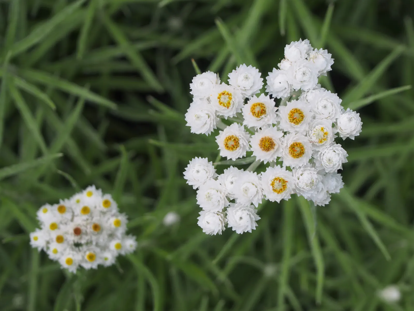 Western Pearly Everlasting (Anaphalis Margaritacea) — Pearly Everlasting prefers well-drained soil conditions