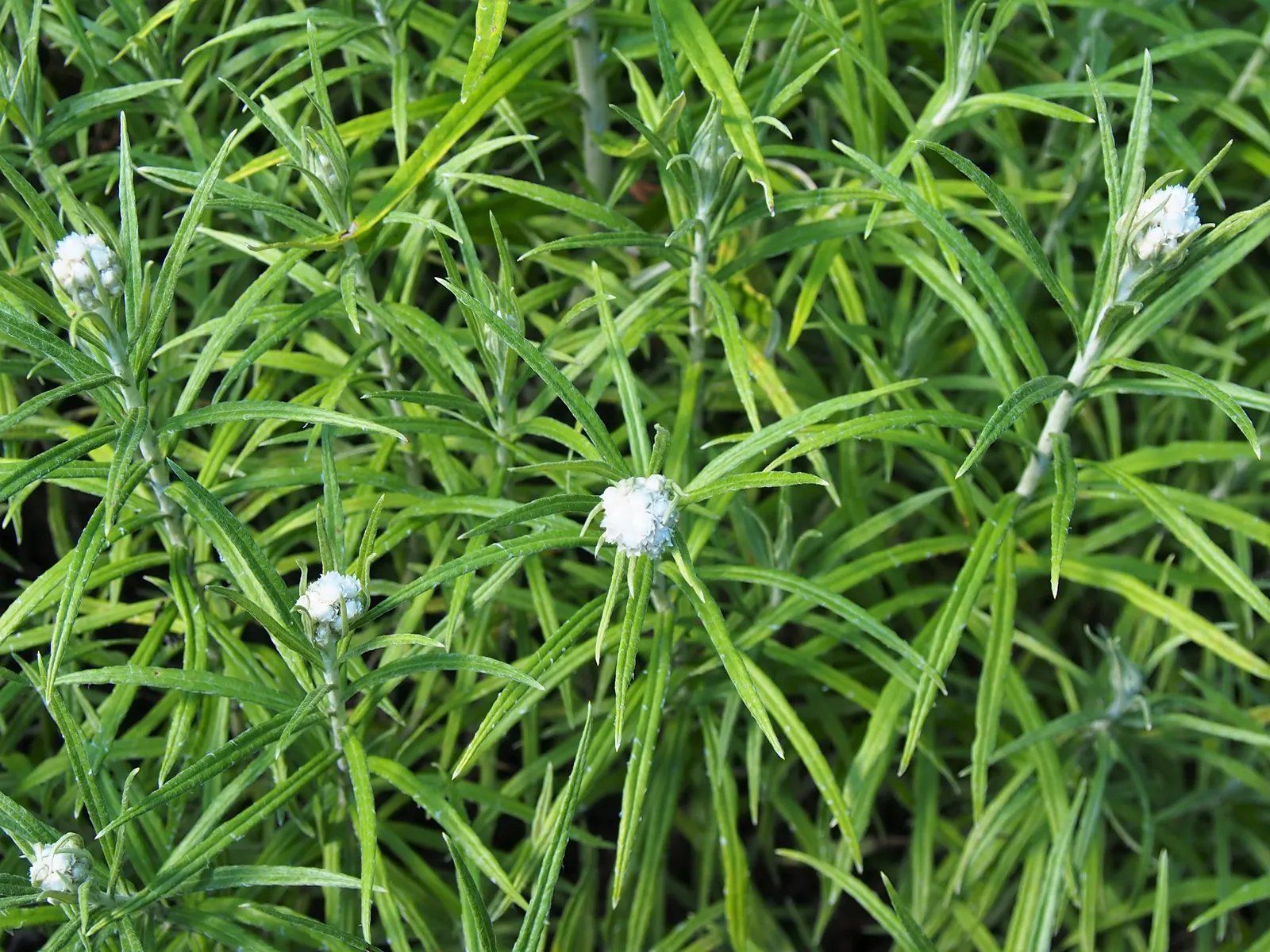 Western Pearly Everlasting (Anaphalis Margaritacea) — is an enduring perennial that holds a distinctive charm in the garden; requiring minimal, image 111