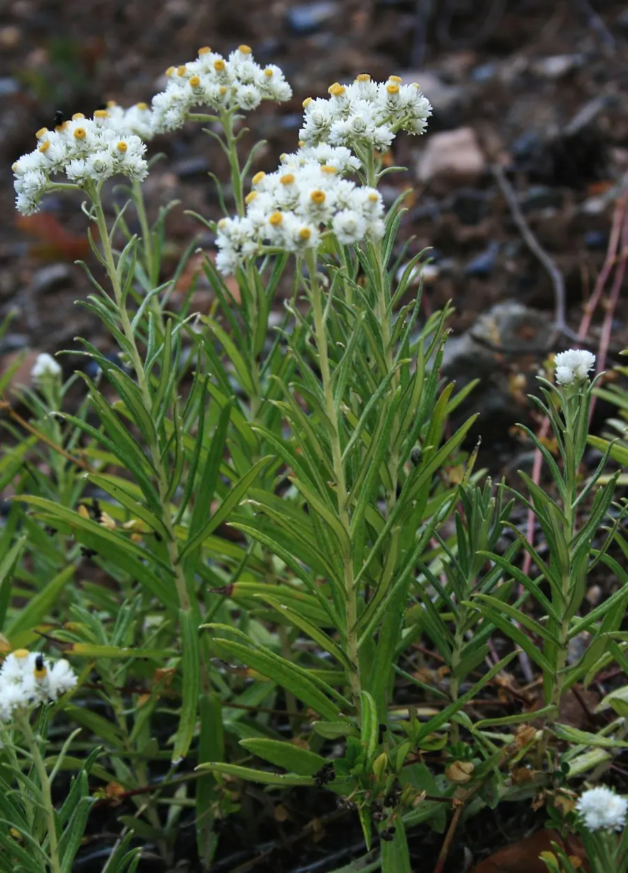 Western Pearly Everlasting (Anaphalis Margaritacea) — demonstrating versatility across various climates.<br><br>Flourishing in full sun to partial shade; atop