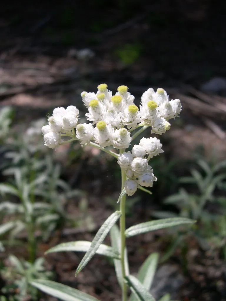 Western Pearly Everlasting (Anaphalis Margaritacea) — scientifically named Anaphalis margaritacea; pearly Everlasting prefers well-drained soil, image 84