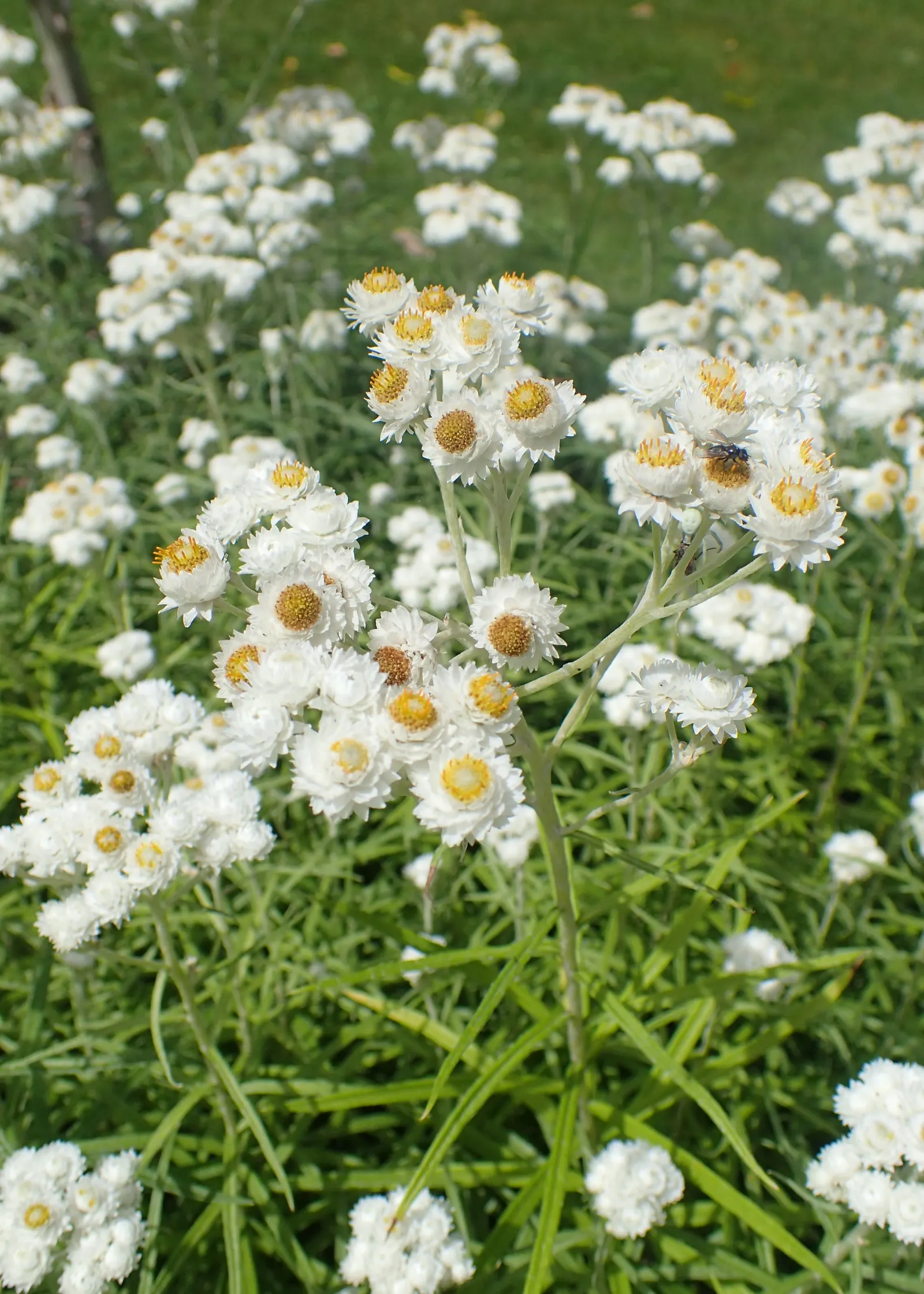 Western Pearly Everlasting (Anaphalis Margaritacea) — perennial with white blooms; each encased in pearly white bracts that persist