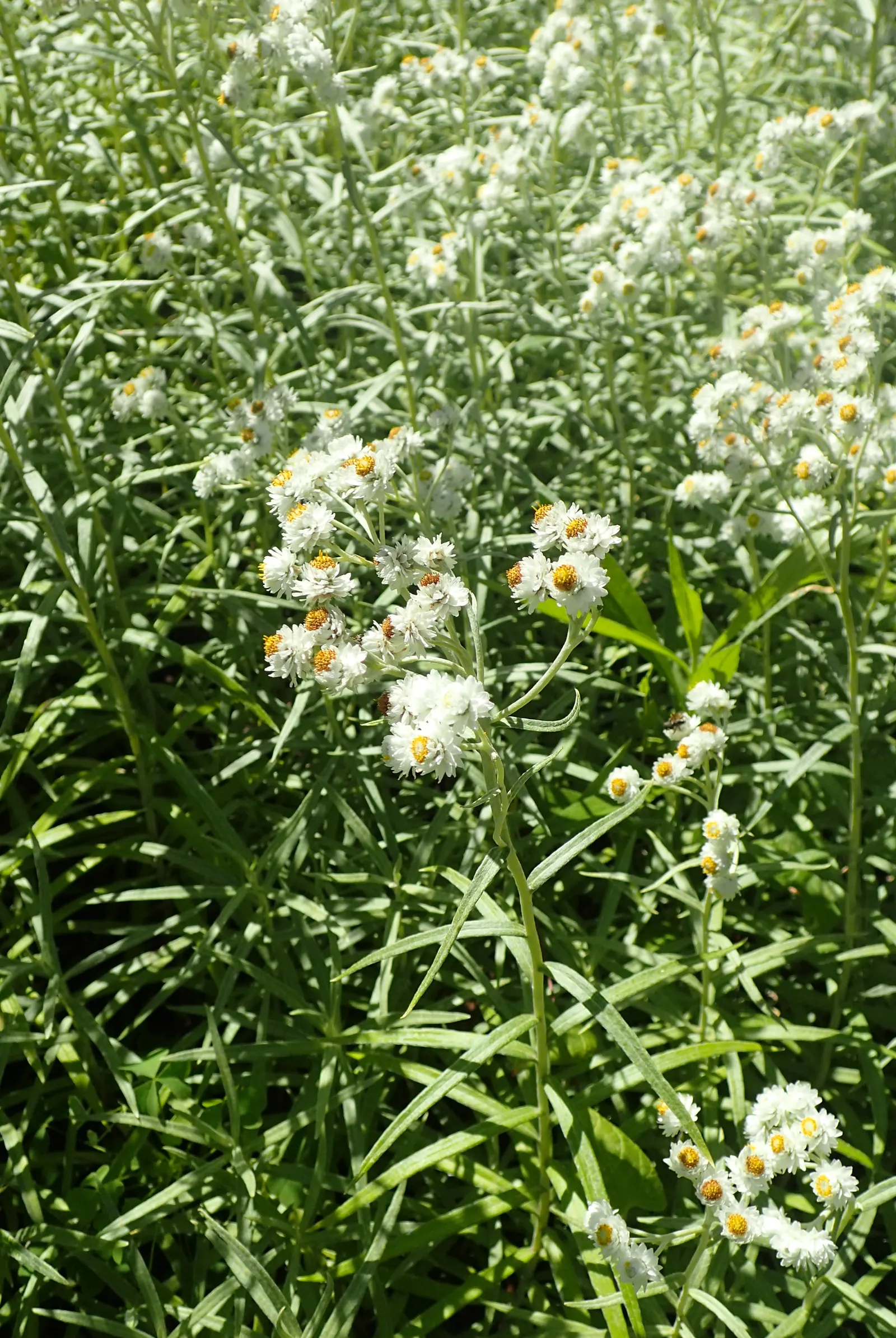 Western Pearly Everlasting (Anaphalis Margaritacea) — Pearly Everlasting prefers well-drained soil conditions; this hardy North American native, image 65
