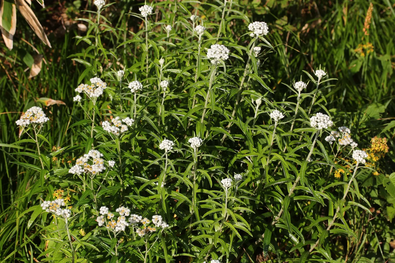 Western Pearly Everlasting (Anaphalis Margaritacea) — requiring minimal maintenance.<br><br>Not only acclaimed for its ornamental value