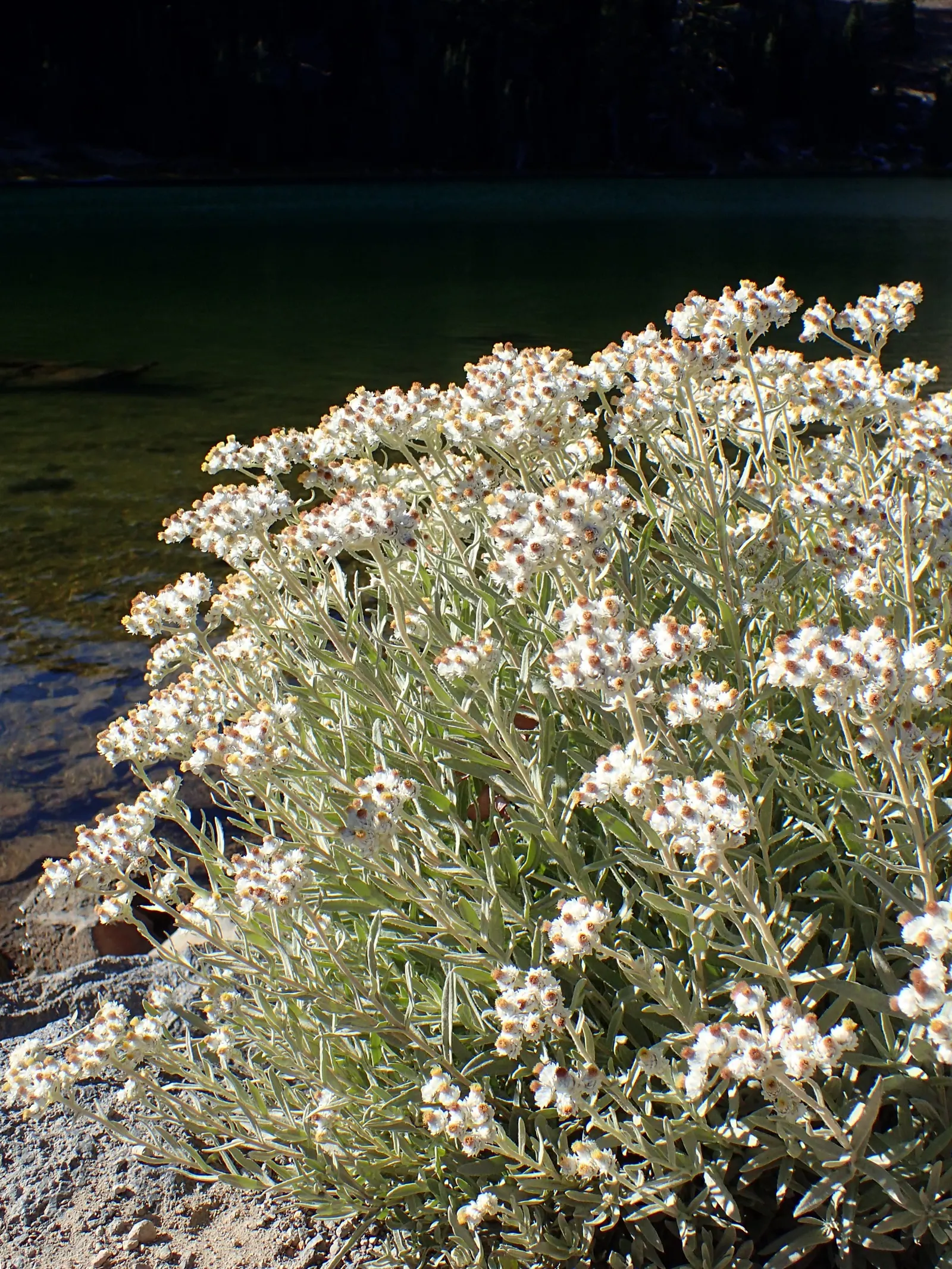 Western Pearly Everlasting (Anaphalis Margaritacea) — From late summer to early fall; white flowers in the garden, image 93