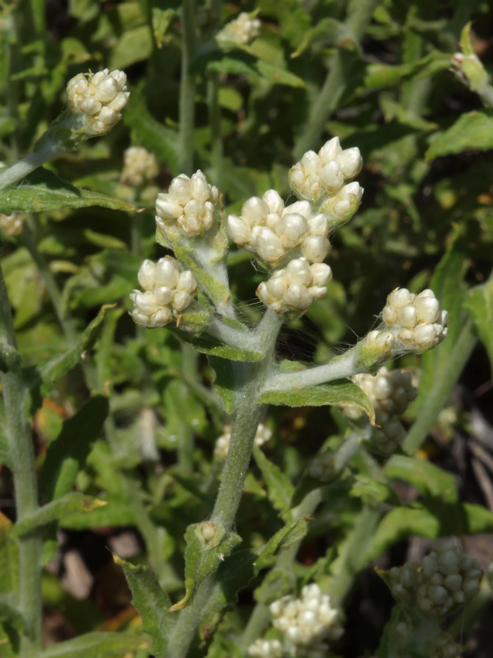 Western Pearly Everlasting (Anaphalis Margaritacea) — but the Pearly Everlasting is also prized for its use in dried floral arrangements