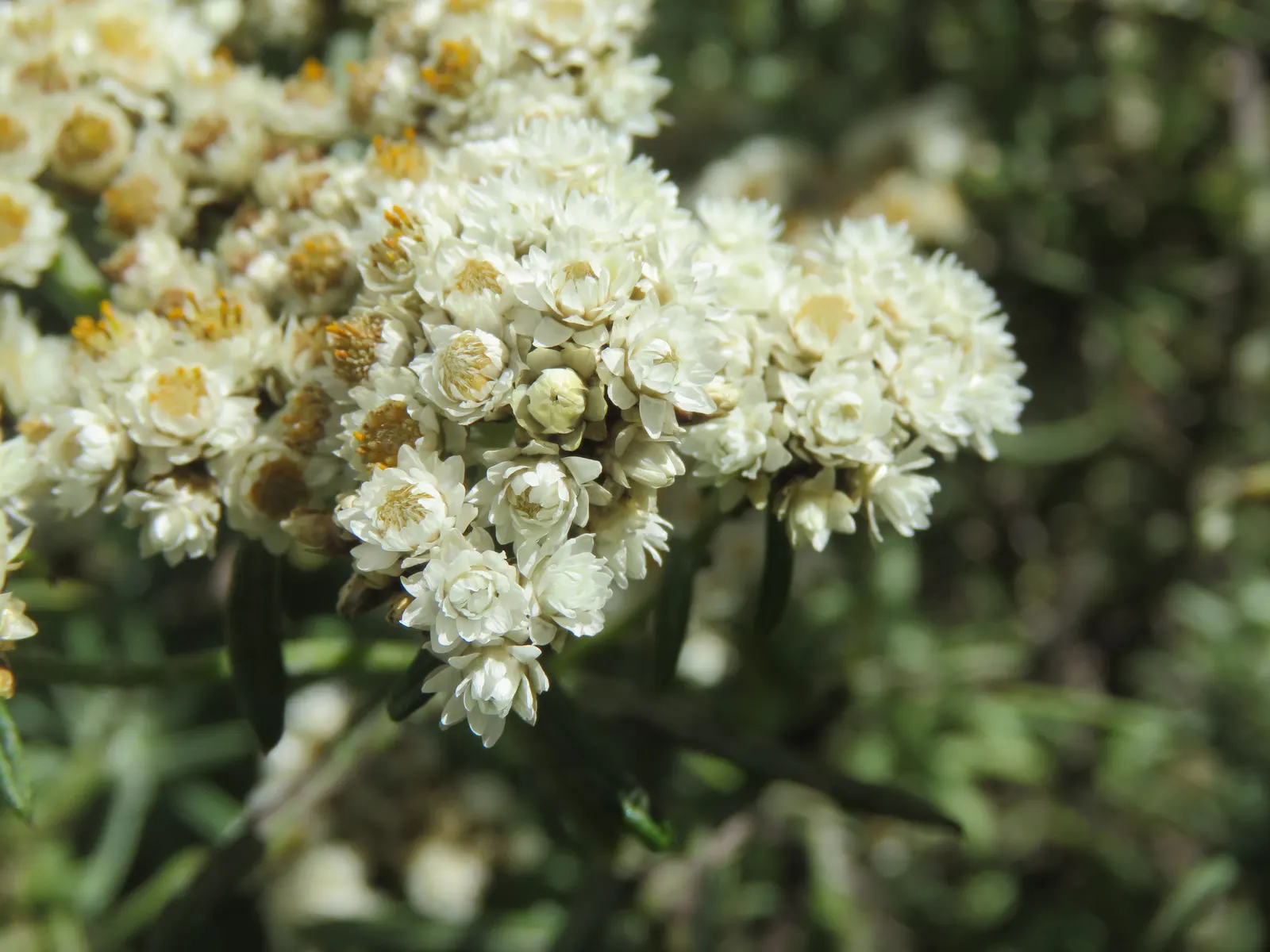 Western Pearly Everlasting (Anaphalis Margaritacea) — adding lasting beauty both in and out of the growing season; pearl-like blooms from midsummer, image 101