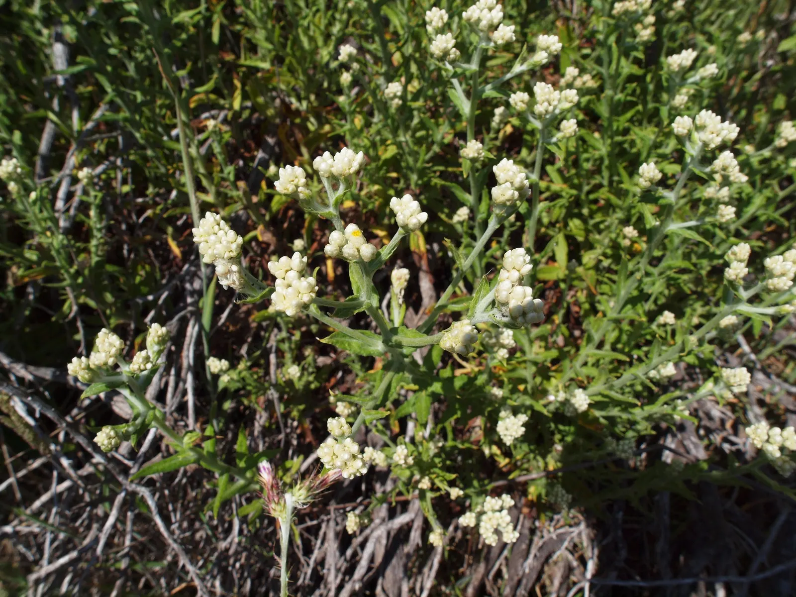 Western Pearly Everlasting (Anaphalis Margaritacea) — perennial with white blooms; each encased in pearly white bracts that persist, image 103