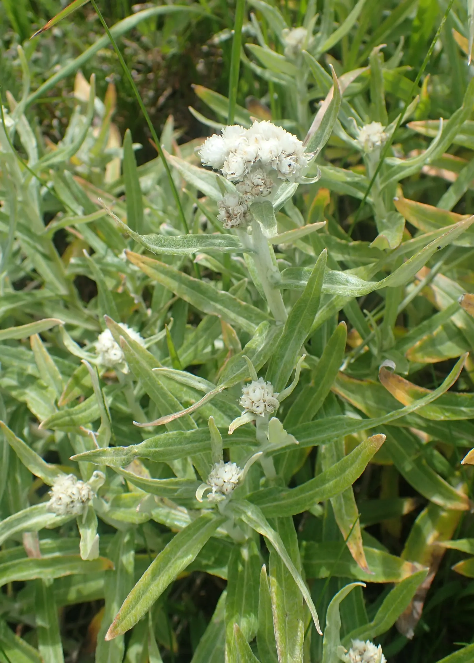 Western Pearly Everlasting (Anaphalis Margaritacea) — with its spread mirroring its height