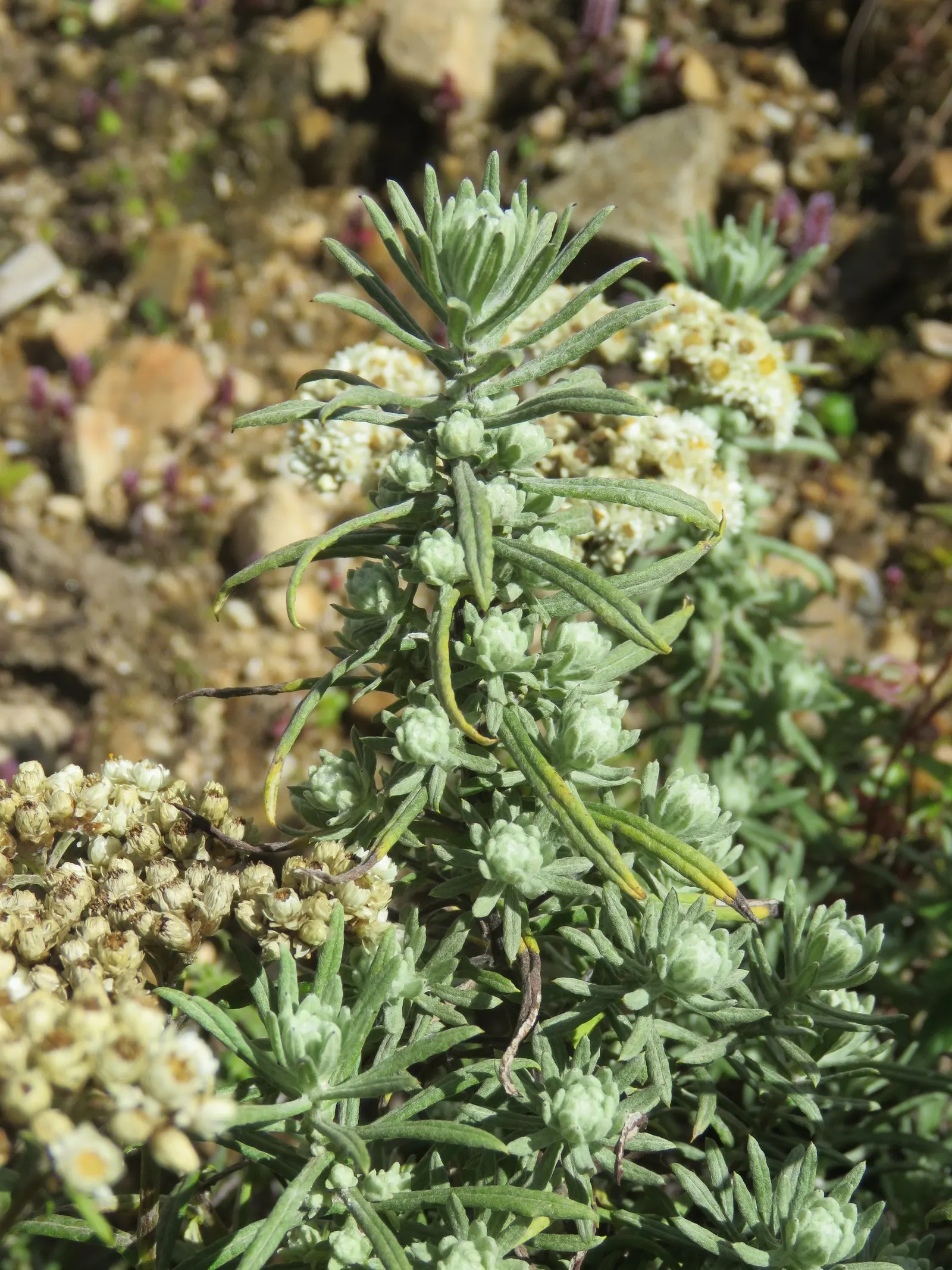Western Pearly Everlasting (Anaphalis Margaritacea) — demonstrating versatility across various climates.<br><br>Flourishing in full sun to partial, image 90