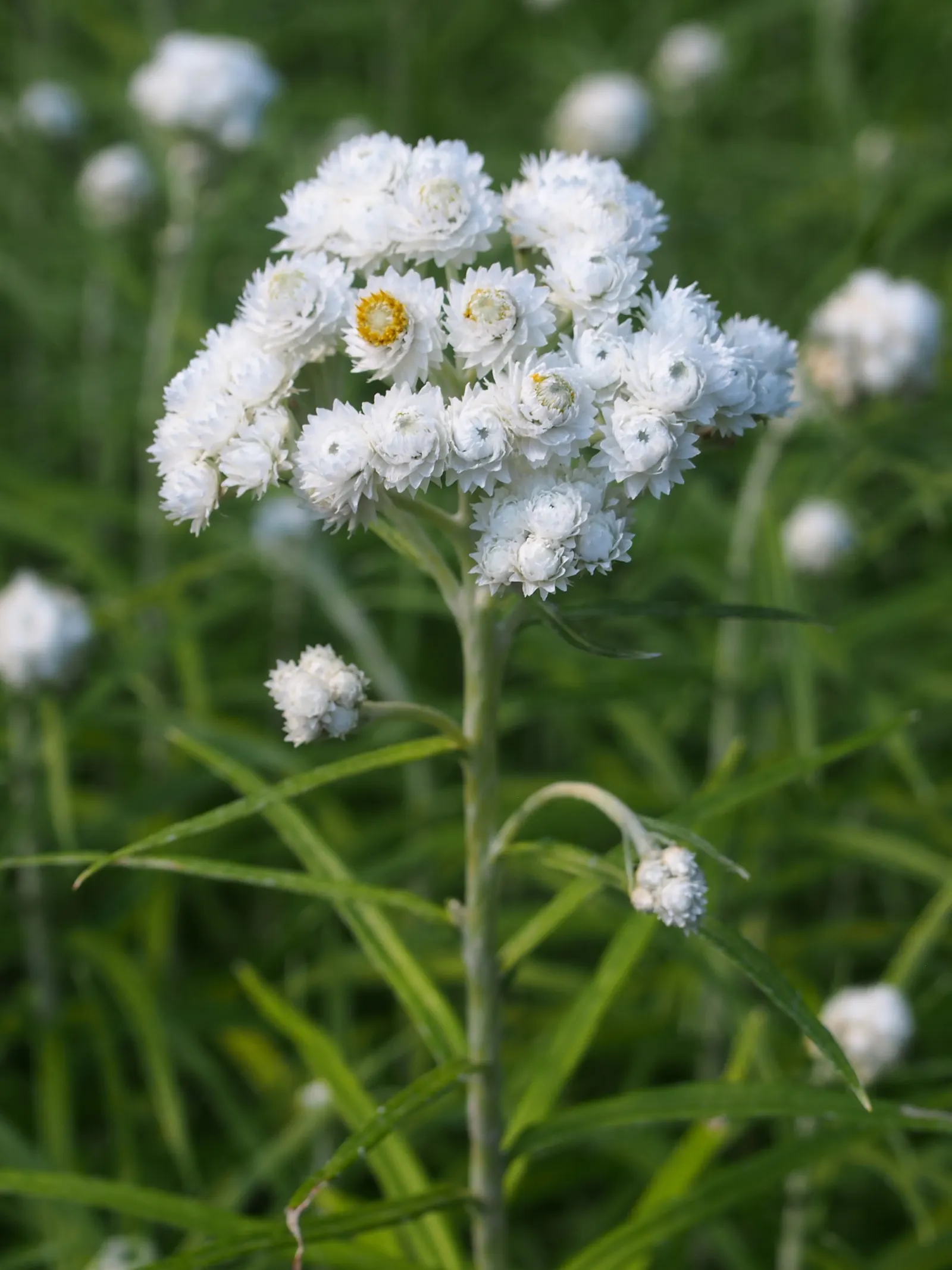 Western Pearly Everlasting (Anaphalis Margaritacea) — is an enduring perennial that holds a distinctive charm in the garden; requiring minimal, image 85