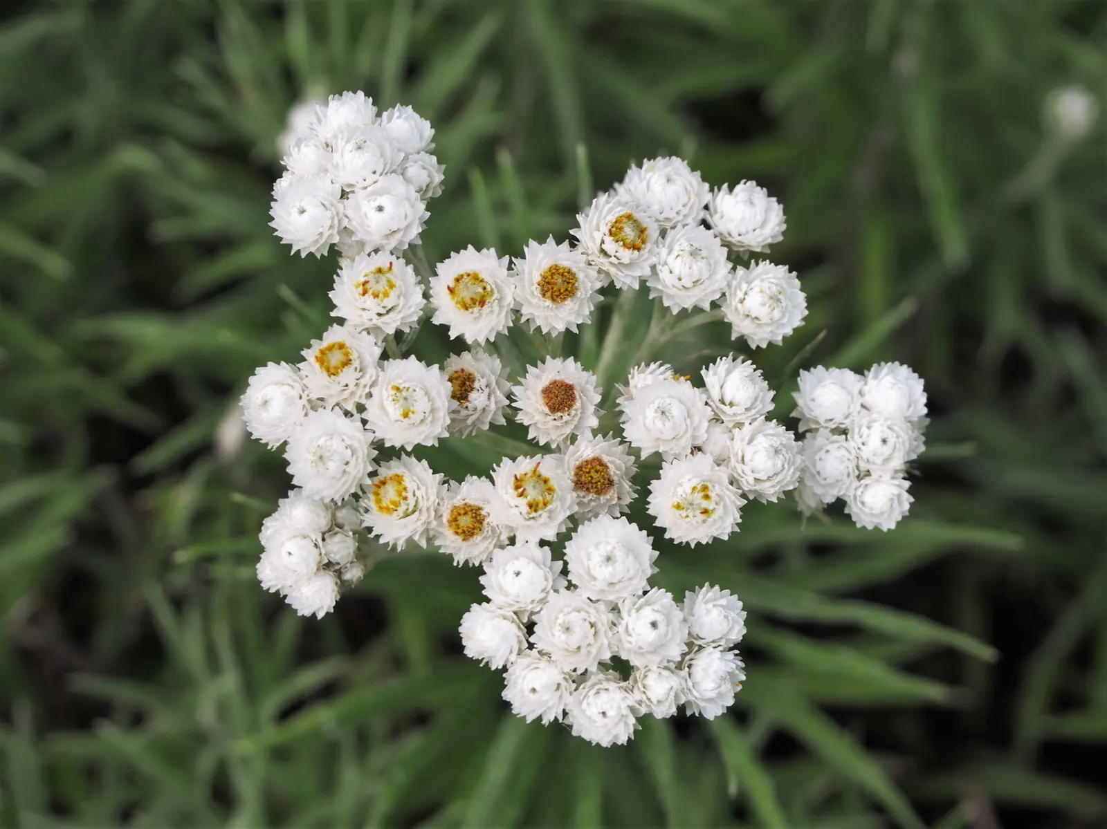 Western Pearly Everlasting (Anaphalis Margaritacea) — is a perennial with silvery foliage; preferring full sun and well-drained soil, it's, image 53