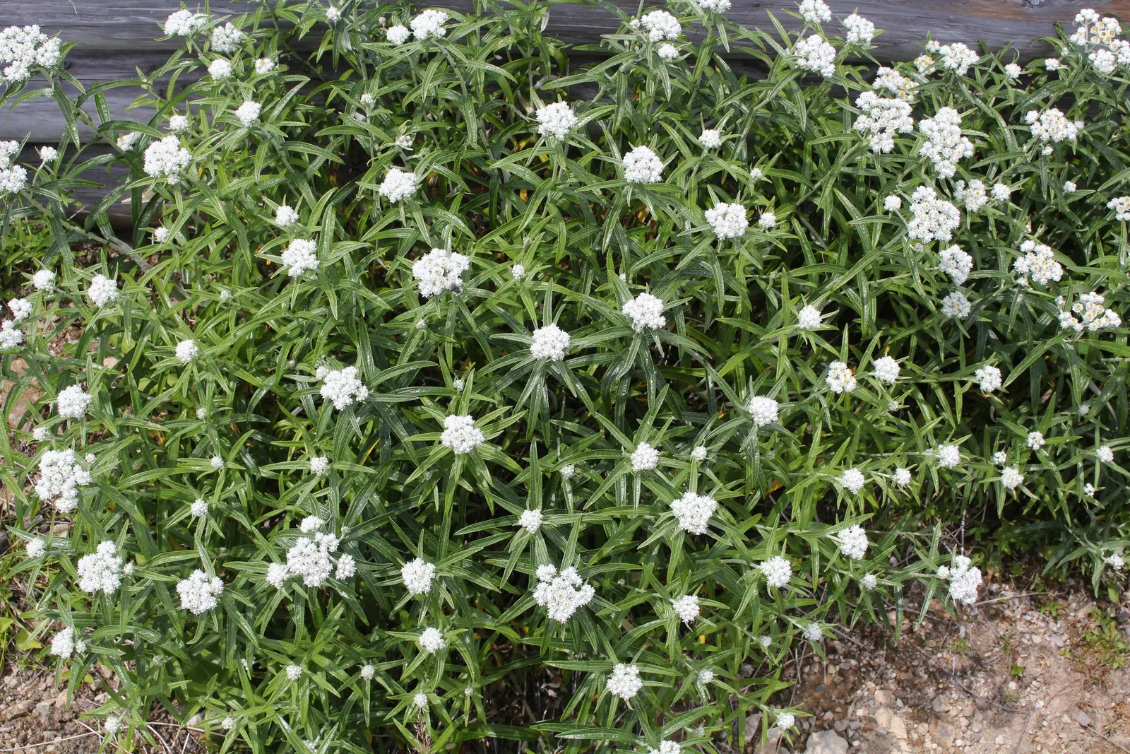 Western Pearly Everlasting (Anaphalis Margaritacea) — scientifically named Anaphalis margaritacea; pearly Everlasting prefers well-drained soil conditions