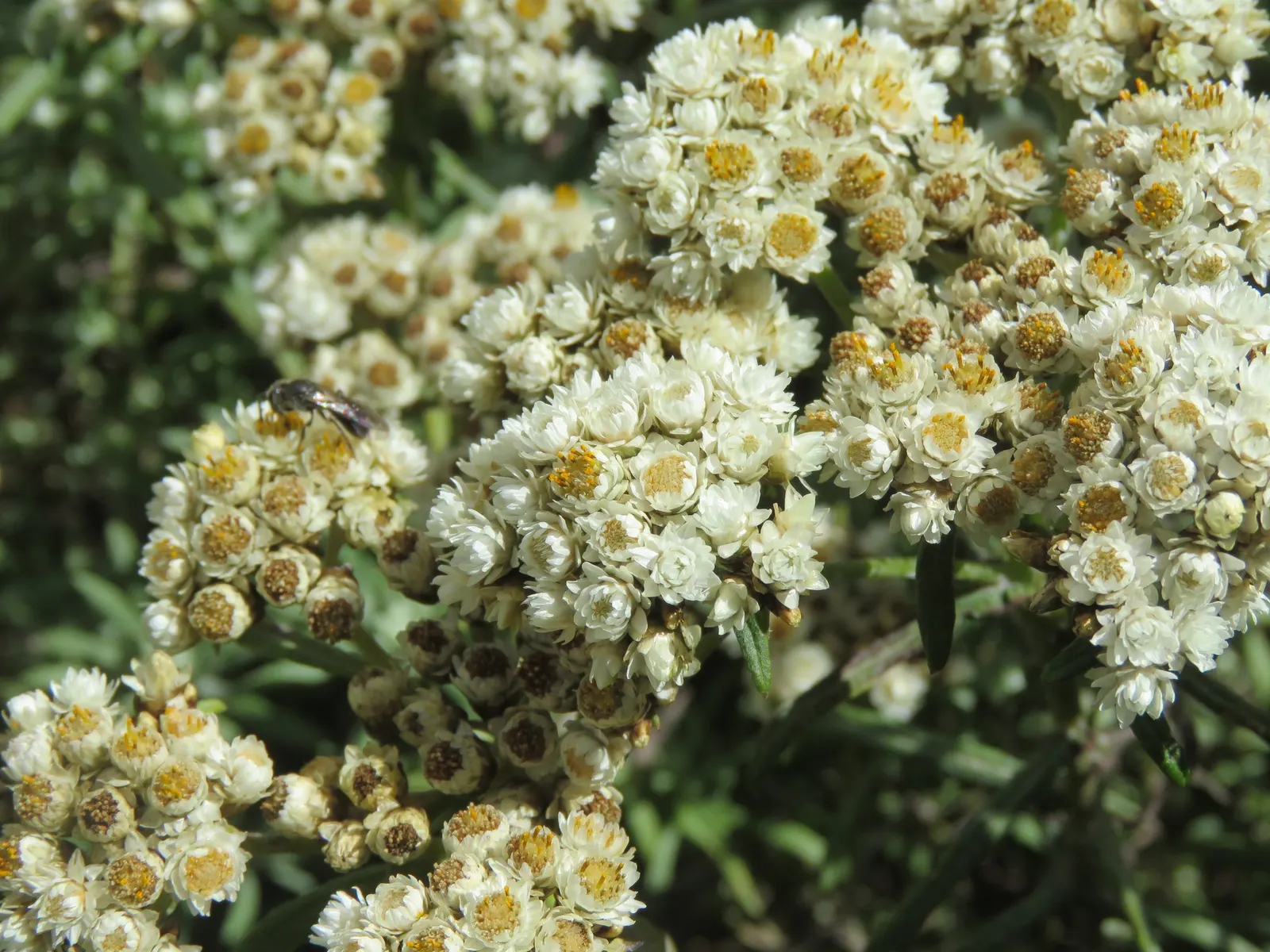Western Pearly Everlasting (Anaphalis Margaritacea) — tolerating drought once established - a notable feature for xeriscaping or low-water, image 66