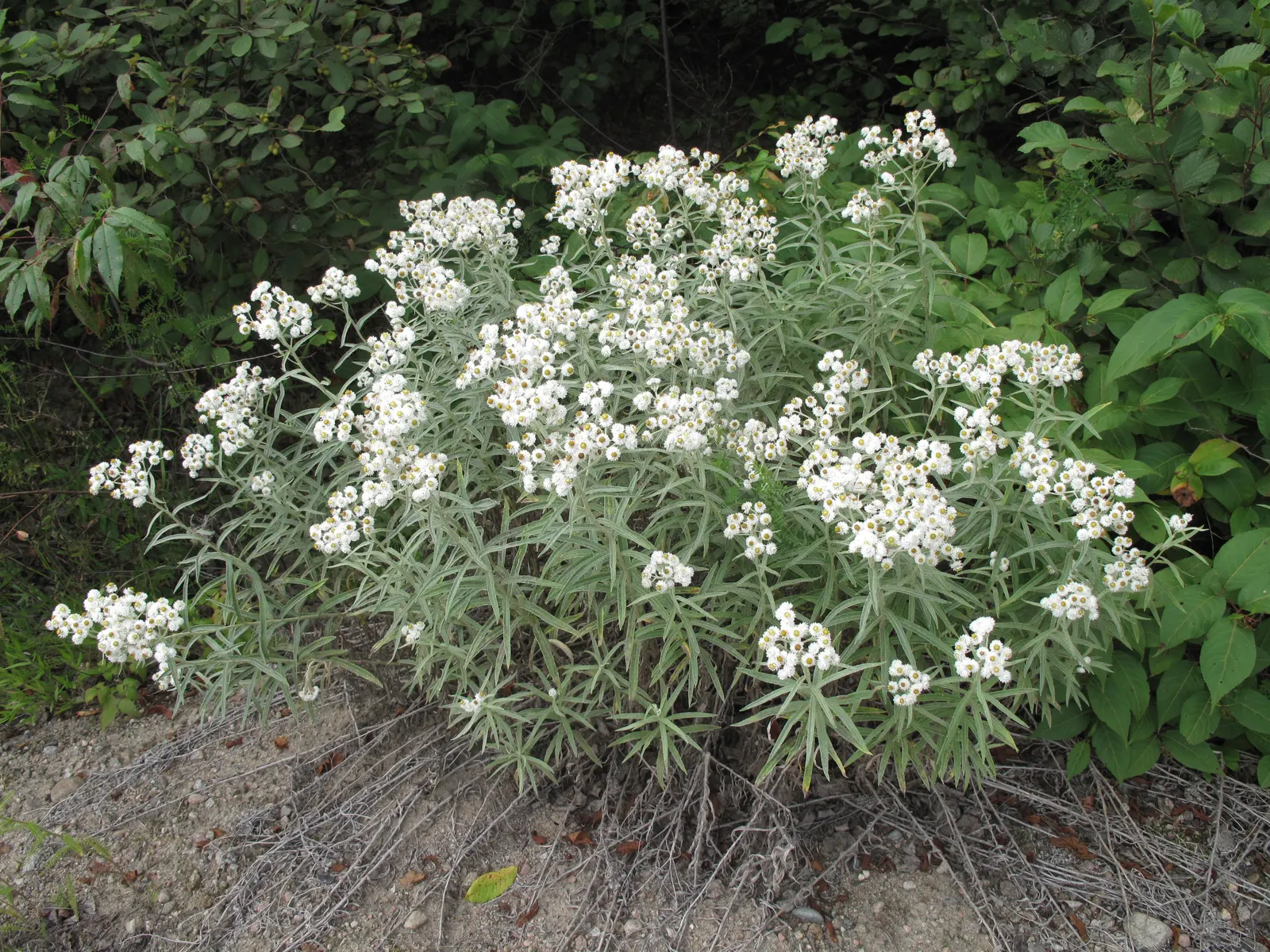 Western Pearly Everlasting (Anaphalis Margaritacea) — Growing to heights between 1 and 3 feet